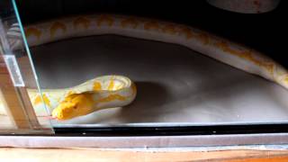 Part 4. White Phase Albino