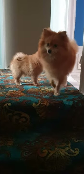 Pomeranian puppy being naughty!!
