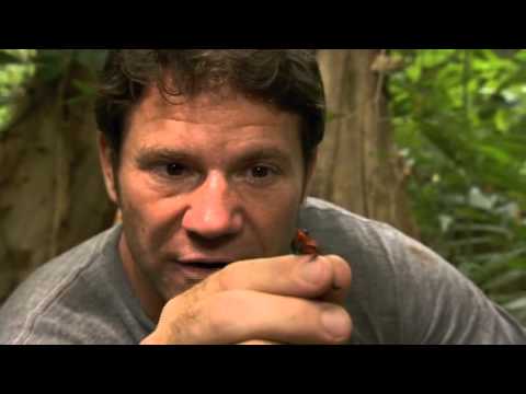 Deadly 60 On A Mission - Dart Frog