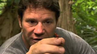 Deadly 60 On A Mission - Dart Frog