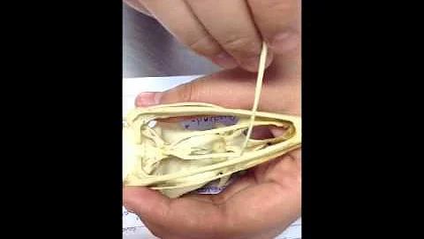 Como se caracteriza os ossos das aves?