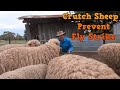 Crutch Sheep using simple tools to prevent fly strike. A shearer demonstrates using hand shears