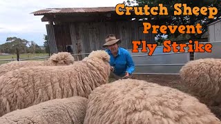 Crutch Sheep using simple tools to prevent fly strike. A shearer demonstrates using hand shears