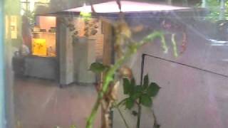 Dancing stick bugs.