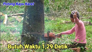 Potong Kayu Karet Besar Hanya 1,29 Detik Pakai SinsO