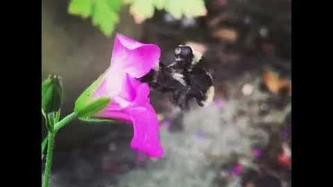 Bees mating  - bee on top has the face of the devil