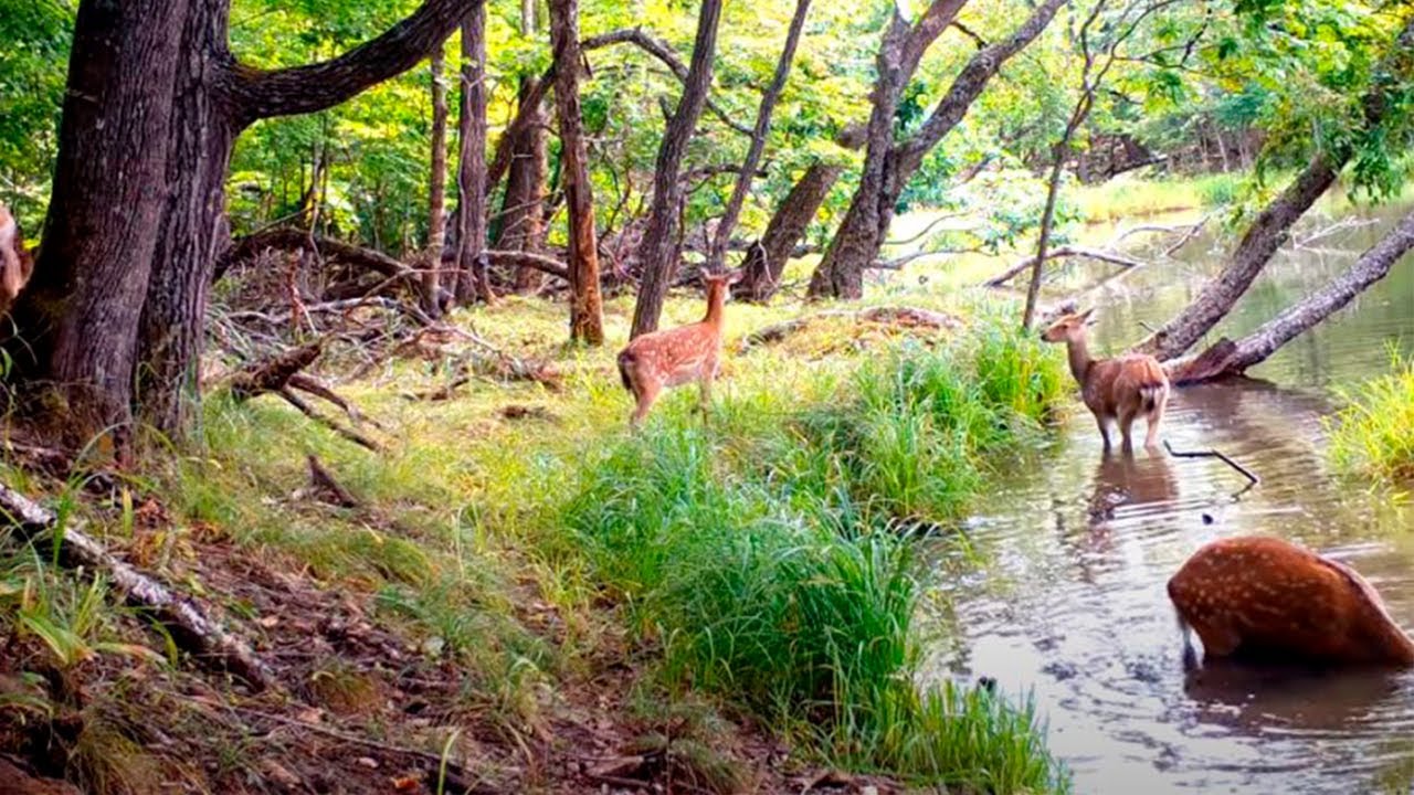 Пятнистый олень нырнул в озеро на 21 секунду в Приморье