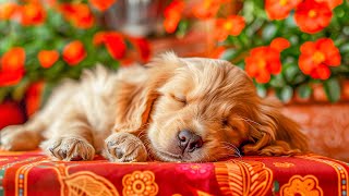 10 HOURS of Dog Calming MusicAnti Separation Anxiety Relief Music Music for Dog⭐SoothingDog