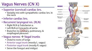 Thoracic Autonomic Plexuses