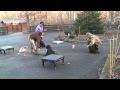 Trained turkey helps with Super Sniffer® puppy training Trained turkey helps with Super Sniffer® puppy training