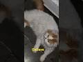 Persian Cat   #shortvideo#youtubeshorts#viral#shors#ytshrts#mukund