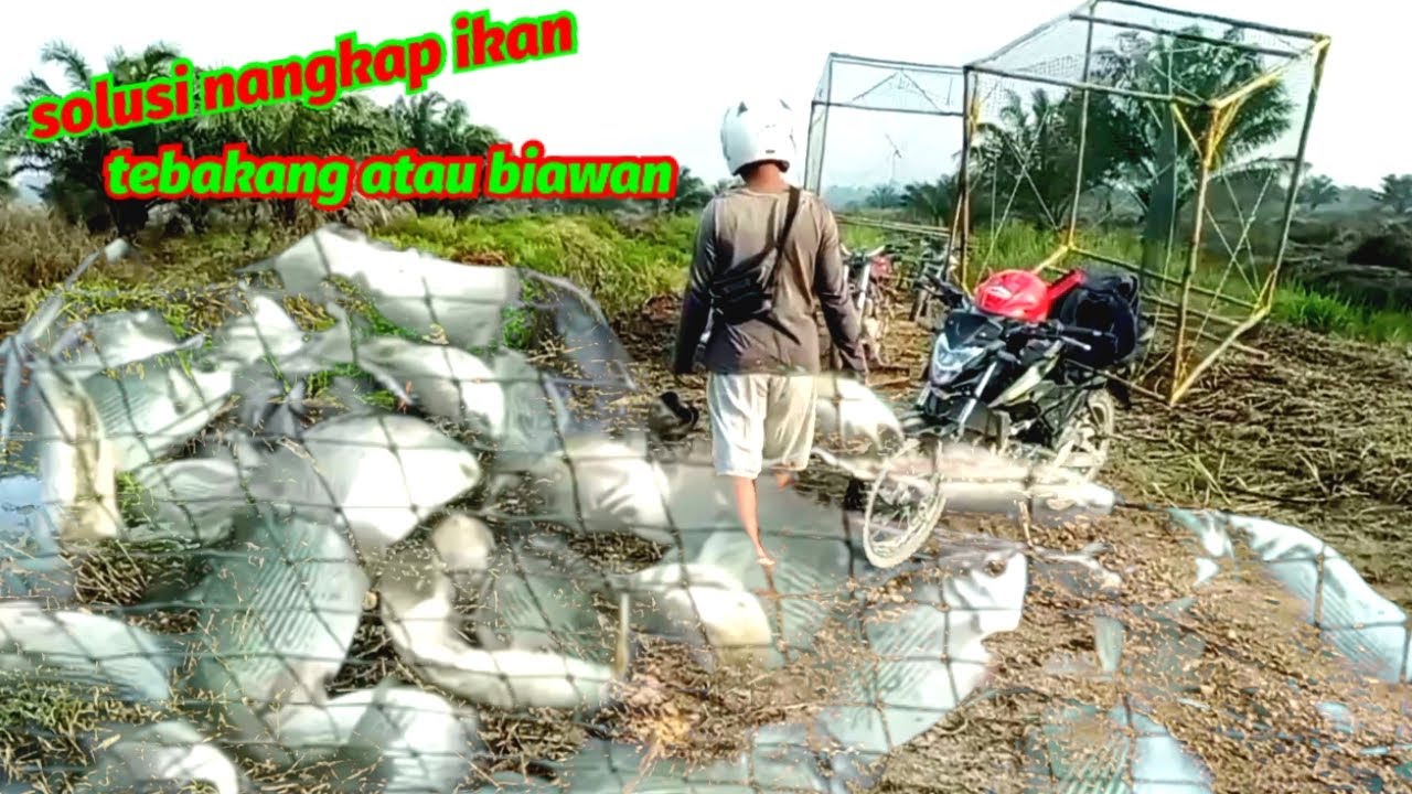 Nangkap ikan tebakang atau biawan menggunakan pengilar atau jebakan ikan bubu