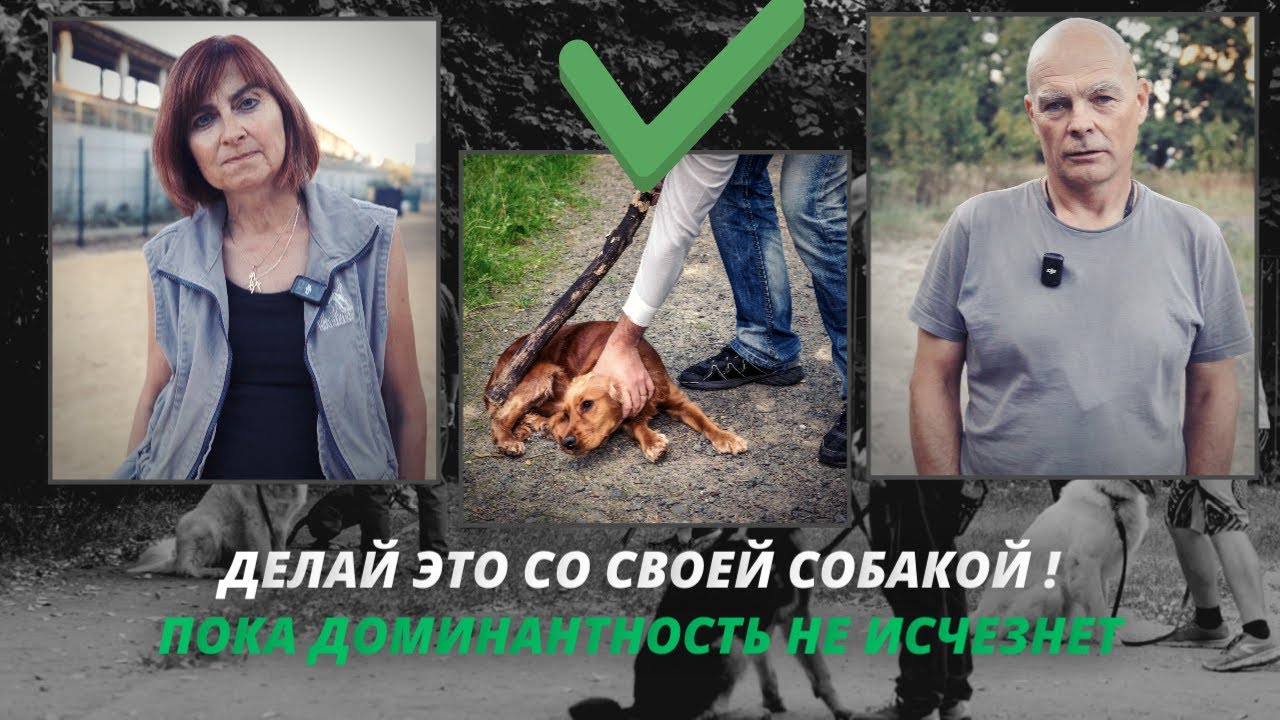 Главные ошибки владельцев, которые делают из собак ДОМИНИРУЮЩИХ!