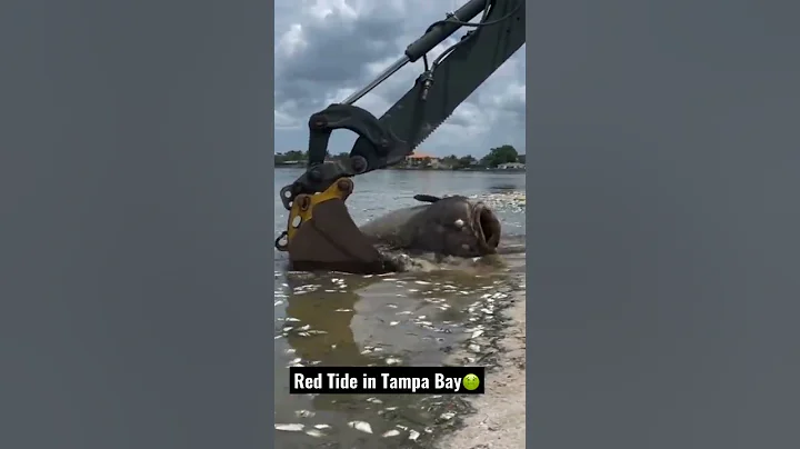 Red Tide kills 700lb Goliath Grouper😔