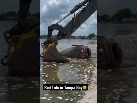 Red Tide Kills 700Lb Goliath Grouper