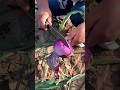 Onions farming life and fresh cutting #viral #trending #agriculture #shorts #life