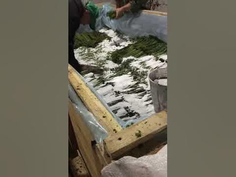 Засолка Папоротника - YouTube