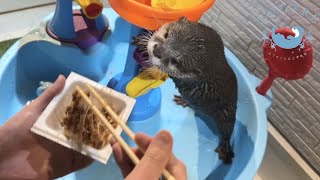 Otter Tries Natto for the First Time!
