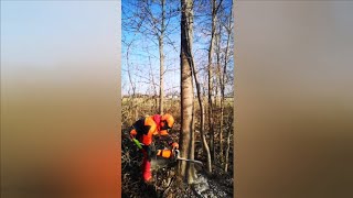 Felling a big tree with big Stihl MS462 chainsaw