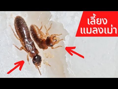 วีดีโอ: ระวังศัตรูพืช! ต่อสู้กับแมลงเม่า