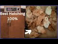 Incubator at hatching 100% chicken eggs. | Incubator marka uu dillaacayo 100% ukunta digaagga.