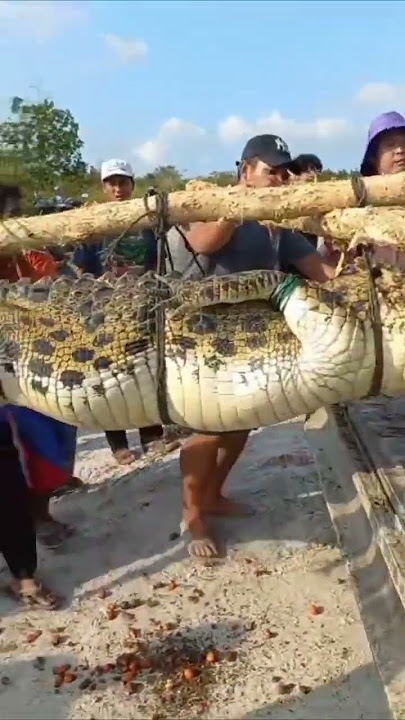 Seekor Buaya Raksasa Memakan Korban Berhasil Ditangkap Warga di Bangka Belitung #buaya #buayamuara