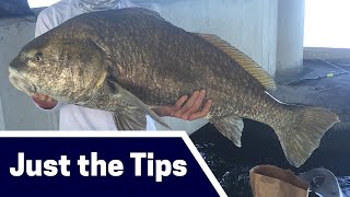 Massive Black Drum Fishing Tips: Where, Bait, and Tackle [Just the Tips]