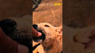 its all about HOW YOU REACT #blog #viraldog