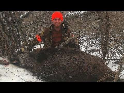 Охота на кабана / секач бросается на охотника / Фартовый охотник / Hunting