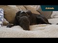 Can Graeme Hall cure greyhound Ted’s chronic floor-phobia? | Dogs Behaving (Very) Badly