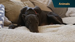 Can Graeme Hall cure greyhound Ted’s chronic floor-phobia? | Dogs Behaving (Very) Badly