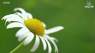 BBC Inside Out South East - Flowers - Trailer