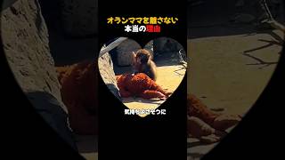 パンチくんが「オランママ」を離さない本当の理由 #がんばれパンチ