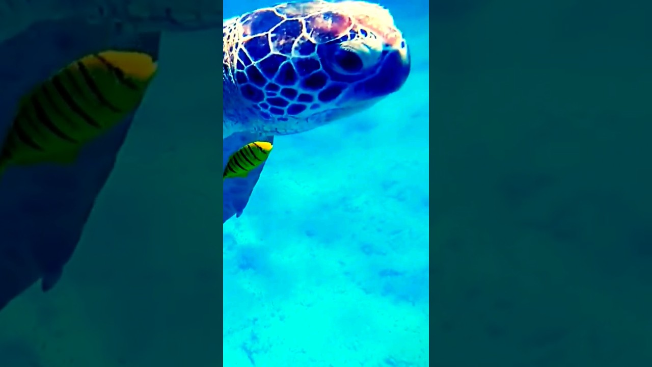 Turtle Doc The Sea Turtle Journey: Hatching to the Sea FULL HD Doc 🌊🐢 #seaturtles ...