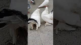 Amrican mark tail🦃🦃🦃🐔 #fancy #amrican #fantailpigeon #pets #pigeon #lovely #beauty #shortvideo 🦃🦃🦃🐔
