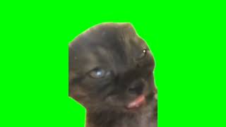 Sleepy cat meme (green screen, with sound) [1 HOUR]