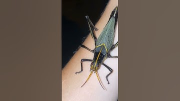 Order :- Orthoptera || Polyphagous || Insect