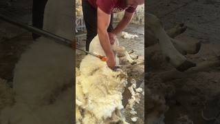 Vintage 1970s Shearing Footage (Restored)