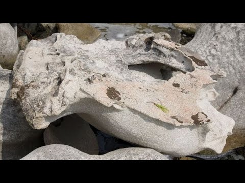 31. Petrified Creatures, Giants and Beasts 