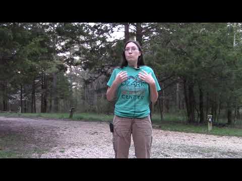 Salamander Dance