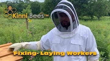 Laying Workers? How to Fix Laying Worker Bee Colony