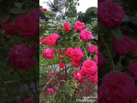 Video: Hoa hồng Rugosa là gì - Cách phát triển bụi hoa hồng Rugosa