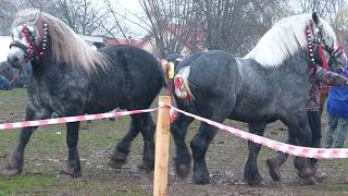 Parada cailor de la Volovăț - Bucovina 29 Martie 2026 ep.3