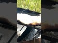 鉄板で豚肉をじっくり焼く