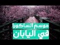 موسم الساكورا في اليابان معنى كلمة ساكورا 