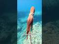 Octopus is the smartest creature in the world!#us #knowledge #octopus