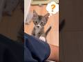 仕事終わりの主の足を子猫に嗅がせてみた #猫 #cat #子ネコ #猫好きさんと繋がりたい #ねこチャック #kitten