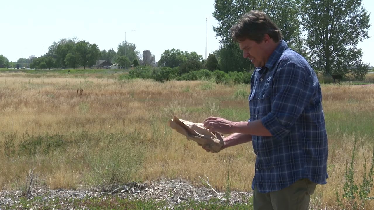 Using bugs to help control bindweed