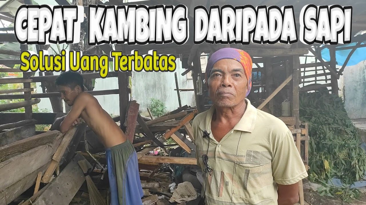 MANG HAMID❗❓Cepat Untung Ternak Kambing Daripada Sapi
