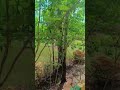 Nature is the best therapy #naturelovers #youtubeshorts